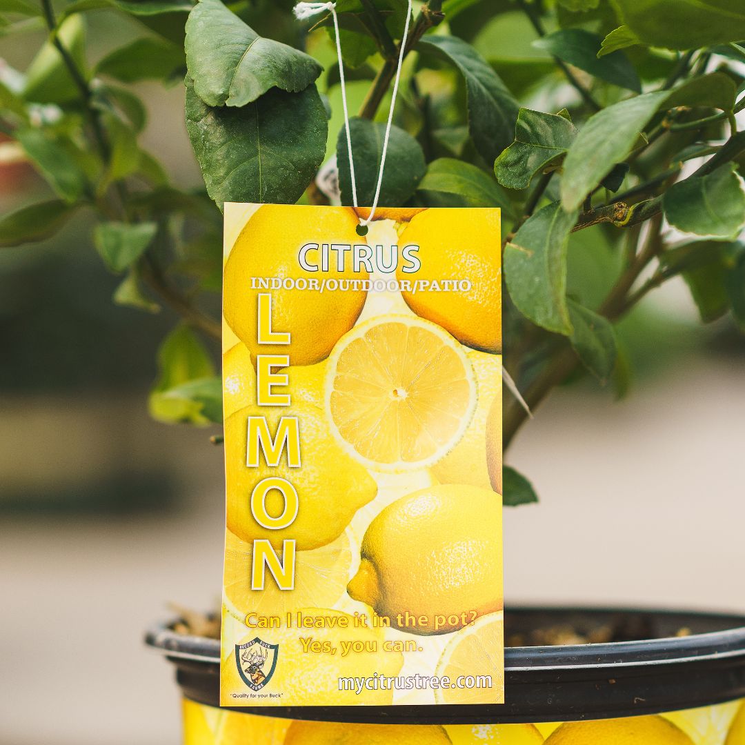 Lemon Tree – Meyer – #3 Container